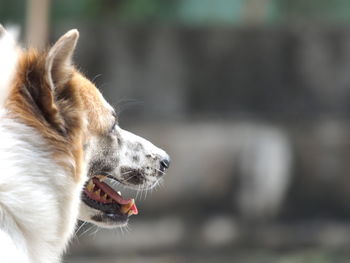 Close-up of dog looking away