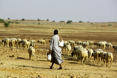 View of shepherd with sheep on barren landscape