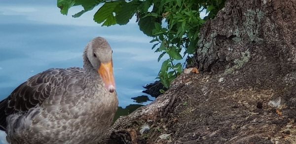 Close-up of birds on rock by lake