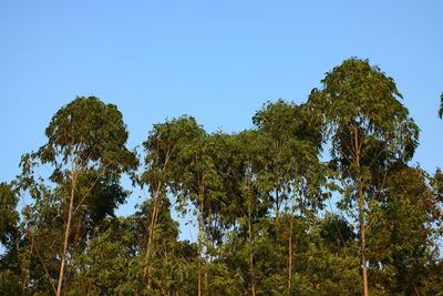 Low angle view of trees against clear blue sky