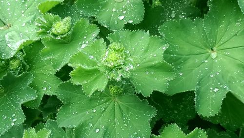 Full frame shot of water drops on leaf