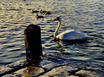 Swans swimming in lake