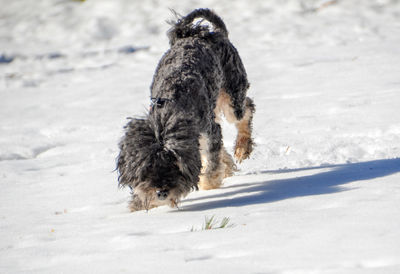 Dog running on snow covered land