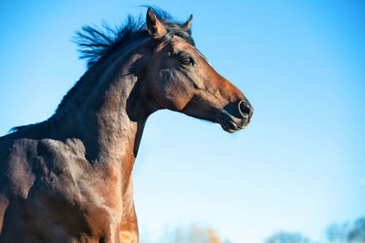 View of a horse against clear blue sky