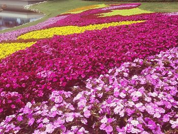 Close-up of multi colored flowers