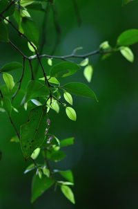 Close-up of green leaves