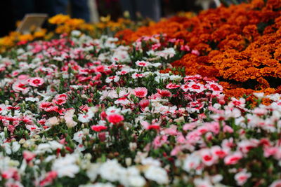 Close-up of flowers