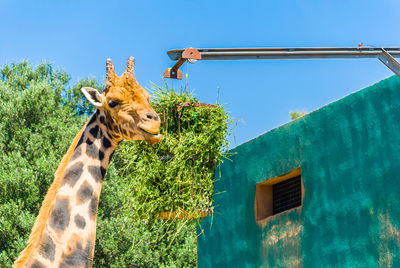 Low angle view of giraffe on plant against sky