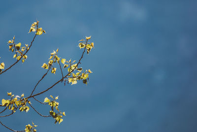 Low angle view of flower tree against clear sky