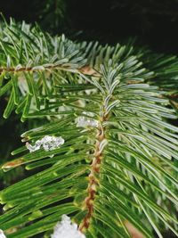 Close-up of wet tree