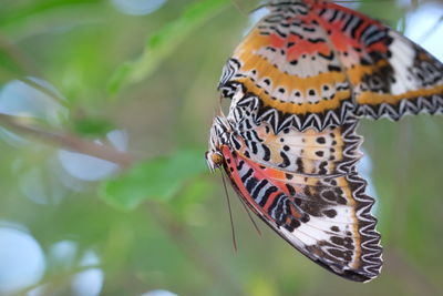 Close-up of butterfly