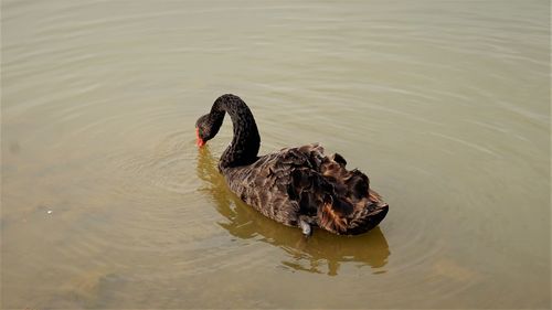 Swan swimming in lake