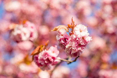 Close-up of pink cherry blossoms