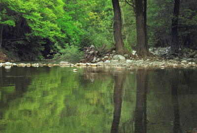 Scenic view of lake in forest