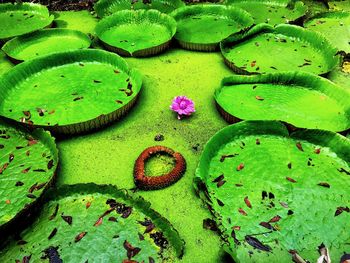 Close-up of lotus water lily in lake