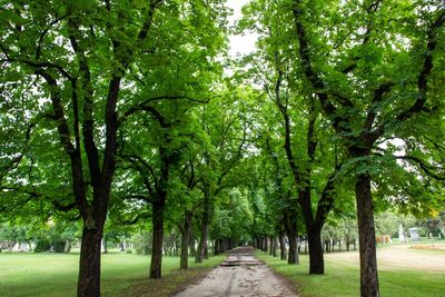 Footpath amidst trees