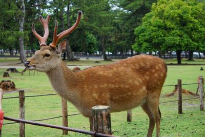 Deer standing in a field