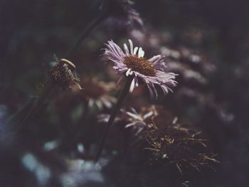Close-up of flower plant