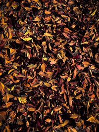 Full frame shot of dry leaves on field