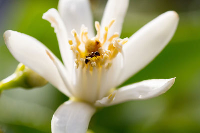 Close-up of insect on white flower