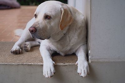 Close-up of dog resting on floor