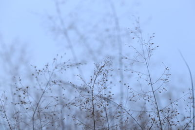 Close-up of dry plants on land against sky