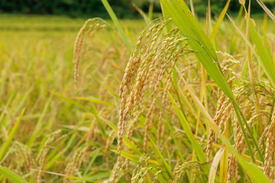 Close-up of stalks in field