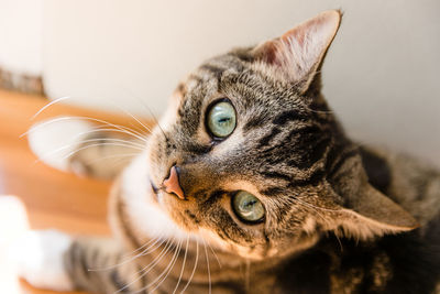 Close-up portrait of a cat looking away