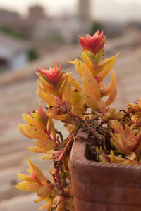 Close-up of yellow flowers