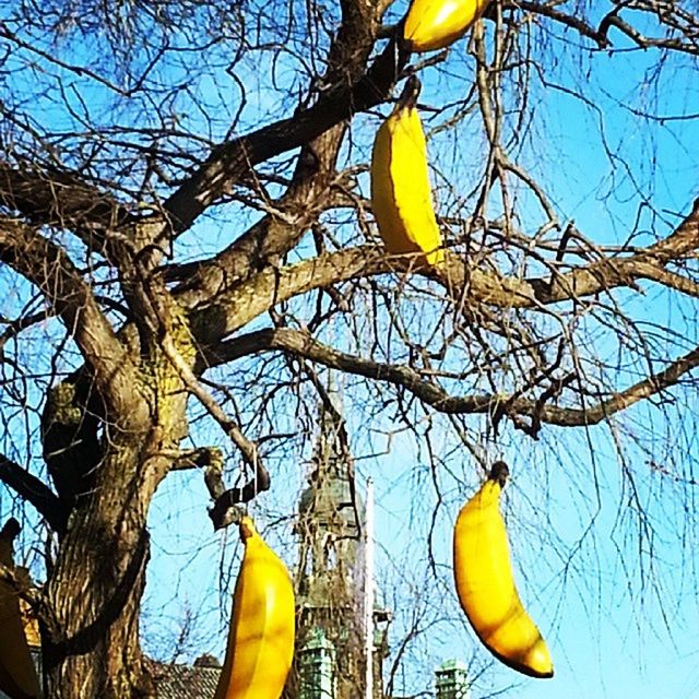 low angle view, yellow, tree, branch, clear sky, sky, blue, hanging, outdoors, growth, day, no people, nature, sunlight, bare tree, built structure, building exterior, city, fruit, architecture