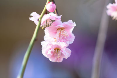 Close-up of cherry blossoms in spring