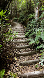 Footpath amidst trees in forest