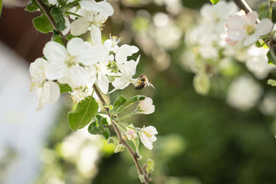 Close-up of insect on white flower