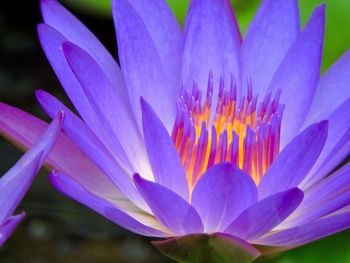 Close-up of crocus blooming outdoors