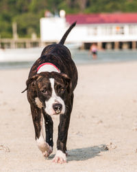 Portrait of dog on beach