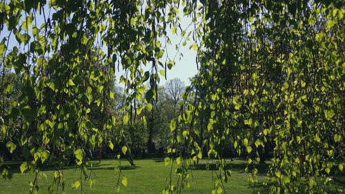 Trees growing on landscape