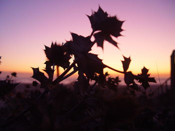 Close-up of silhouette plant against orange sky