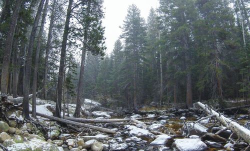 Trees in forest during winter