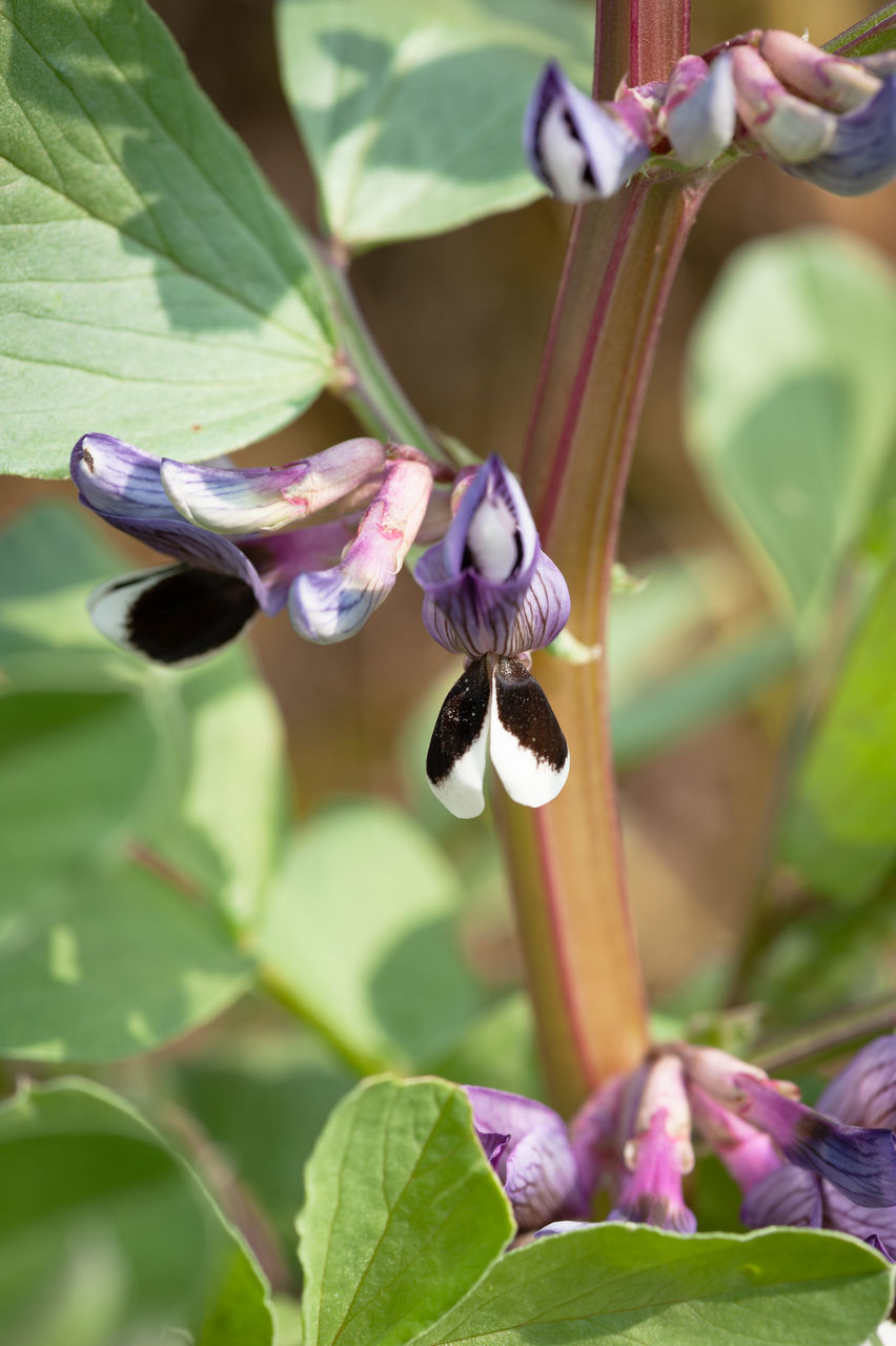 CLOSE-UP OF HONEY BEE ON PURPLE FLOWER