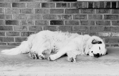 Dog sleeping on wall