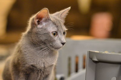 Close-up of a cat looking away