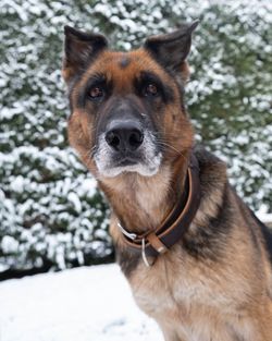 Close-up portrait of dog