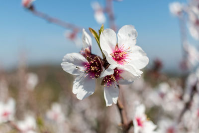 Close-up of white cherry blossom