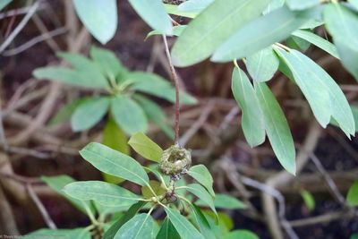 Close-up of plant