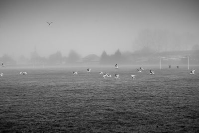 Seagulls flying low over a field covered in mist