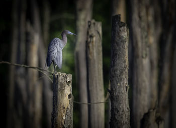 Bird perching on wooden post