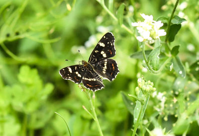 Close-up of butterfly pollinating on flower