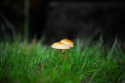 Close-up of mushroom growing in grass