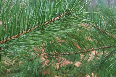 Close-up of fresh green plant