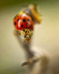 Close-up of ladybug on flower